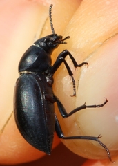 Tentyria mucronata