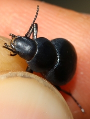 Tentyria mucronata