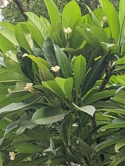 Plumeria obtusa