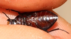 Tentyria mucronata