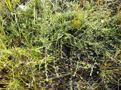 Aspalathus juniperina juniperina