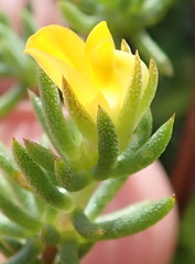 Aspalathus juniperina juniperina