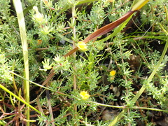 Aspalathus juniperina juniperina