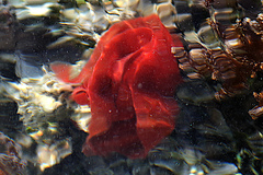 Hexabranchus sanguineus