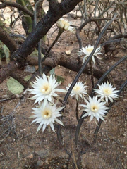Peniocereus greggii