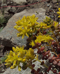 Sedum divergens