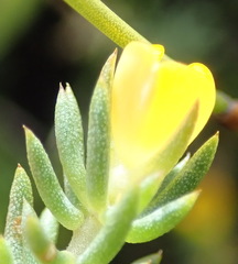 Aspalathus juniperina juniperina