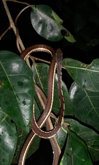 Dendrelaphis chairecacos