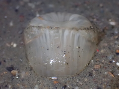Harenactis attenuata