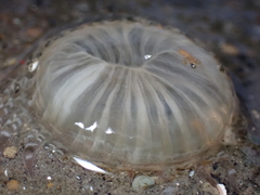 Harenactis attenuata