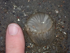 Harenactis attenuata
