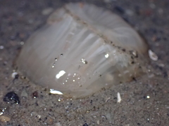 Harenactis attenuata