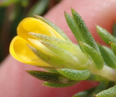 Aspalathus juniperina juniperina