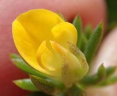 Aspalathus juniperina juniperina