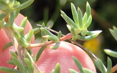 Aspalathus juniperina juniperina