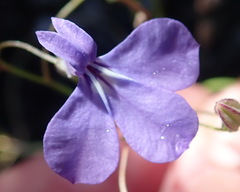 Lobelia setacea