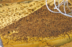 Ropalidia plebeiana