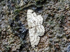 Ophthalmitis