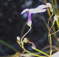 Lobelia setacea
