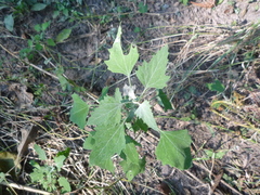 Chenopodium suecicum