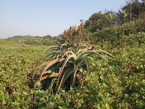 Aloe thraskii