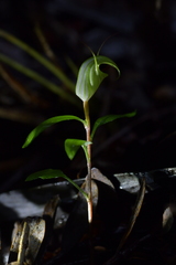 Pterostylis brumalis