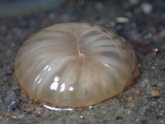 Harenactis attenuata
