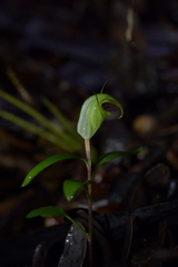 Pterostylis brumalis