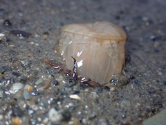 Harenactis attenuata