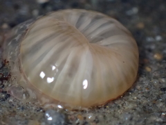 Harenactis attenuata