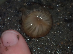 Harenactis attenuata