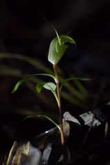 Pterostylis brumalis