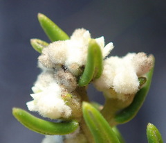 Phylica lasiocarpa