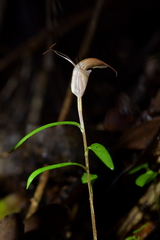 Pterostylis brumalis