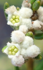 Phylica lasiocarpa