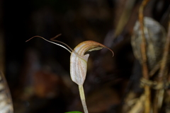 Pterostylis brumalis