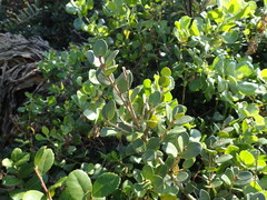 Eugenia capensis capensis