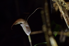 Pterostylis brumalis