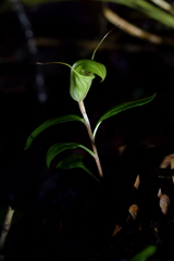 Pterostylis brumalis