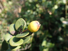 Eugenia capensis capensis