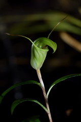 Pterostylis brumalis