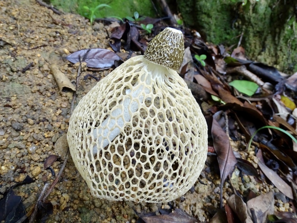 Phallus lutescens · August 2021 · photo: © tyh34 (iNaturalist, cc-by)