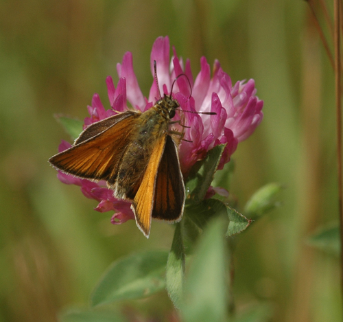 Essex Skipper, 9976 Lauwersoog, Niederlande, photo 10 of 10