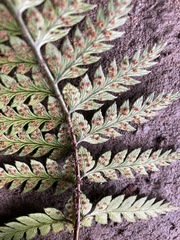 Polystichum wawranum