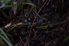 Pterostylis brumalis