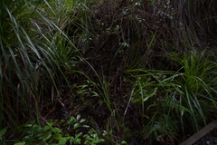 Pterostylis brumalis