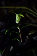Pterostylis brumalis