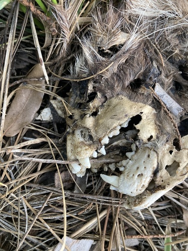 Common Raccoon photographed in Arizona