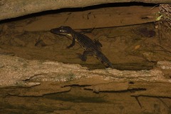 Caiman crocodilus fuscus
