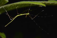 Orthonecroscia keatsooni